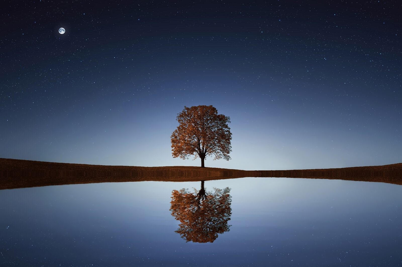 Reflection of a grown tree in the water at a distance at night.